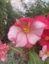 vignette Begonia  tuberosa - Bgonia tubreux  fleur de Camelia