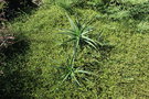 vignette Aloe striatula & Muehlenbeckia complexa