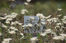 vignette Erodium chrysanthum