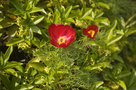 vignette Paeonia tenuifolia