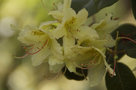 vignette Rhododendron ambiguum