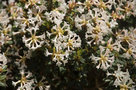 vignette Rhododendron cf. sargentianum
