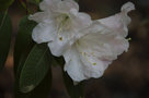 vignette Rhododendron decorum