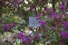 vignette Rhododendron linearifolium