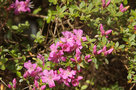 vignette Rhododendron obtusum
