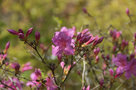 vignette Rhododendron X Schubert