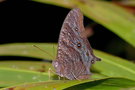 vignette Papillon (Melanitis leda ssp. solandra)