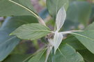 vignette Leucosceptrum canum / Lamiaceae / Npal, Chine