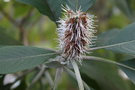 vignette Leucosceptrum canum / Lamiaceae / Npal, Chine