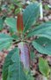 vignette Turpinia ternata / Staphyleaceae / Sud du Japon & Tawan