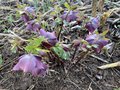 vignette Helleborus orientalis 'Nigra' - Hellebore noire