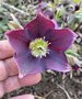 vignette Helleborus orientalis 'Nigra' - Hellebore noire