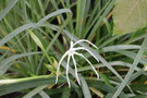 vignette Hymenocallis caribaea