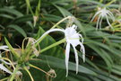 vignette Hymenocallis caribaea