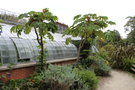 vignette Tetrapanax papyrifer