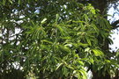 vignette Photinia bodinieri / Rosaceae / Chine