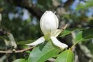 vignette Magnolia 'Porcelain Dove' (M. globosa X M. virginiana var. australis)