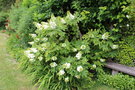 vignette Hydrangea quercifolia