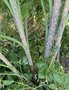 vignette Dracunculus vulgaris (tige rose)