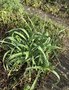 vignette Allium ampeloprasum  -  Poireau perpétuel, Ail faux poireau