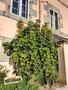 vignette Schefflera arboricola variegata, Concarneau