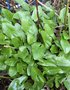 vignette Arisarum proboscideum - Plante souris