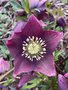 vignette Helleborus orientalis 'Nigra' - Hellebore noire