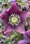 vignette Helleborus orientalis 'Nigra' - Hellebore noire