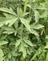 vignette Althaea cannabina - Guimauve à feuilles de Chanvre, Guimauve à feuilles de Cannabis, Guimauve faux Chanvre