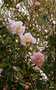 vignette Camellia  champêtre 'High Fragance' 2021