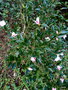 vignette Camellia transnokoensis 'Hayata'
