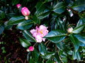 vignette Camellia reticulata 'Début' 2021