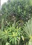 vignette Euphorbia mellifera (verte clair) et Euphorbia x pasteurii (verte foncé)