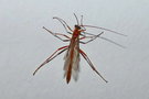 vignette Ichneumonidae (Netelia sp.)