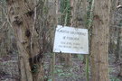 vignette Pterocarya fraxinifolia (Chalonnes-sur-Loire)