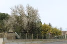 vignette Prunus amygdalus (Chalonnes-sur-Loire)