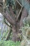vignette Prunus amygdalus (Chalonnes-sur-Loire)