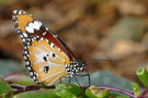 vignette Papillon (Danaus chrysippus subsp. petilia)