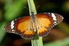 vignette Papillon (Danaus chrysippus subsp. petilia)