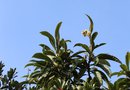 vignette Eriobotrya japonica / Rosaceae / Japon