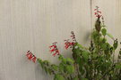 vignette Salvia gesneriiflora 'Tequila'