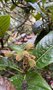 vignette Eriobotrya japonica - Nflier du Japon