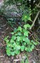 vignette Berberidopsis beckleri / Berberidopsidaceae / Australie