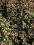 vignette Trifolium repens 'Clover Chocolate' - Trfle