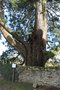 vignette Sequoiadendron giganteum (La Haie-Fouassire, Loire-Atlantique)