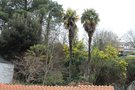 vignette Trachycarpus fortunei (Mauves-sur-Loire)