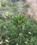 vignette Equisetum scirpoides et Cycas revoluta