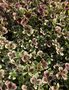 vignette Trifolium repens 'Clover Chocolate' - Trfle