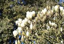 vignette Magnolia denudata cv.