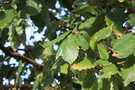 vignette Quercus x hispanica